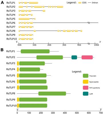 Molecular characterization revealed the role of thaumatin-like proteins of Rhizoctonia solani AG4-JY in inducing maize disease resistance